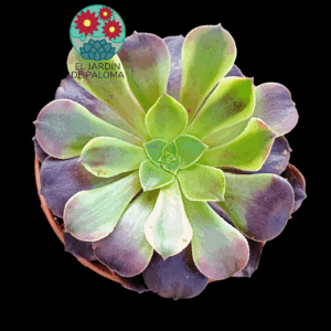 Aeonium Super bang  variegata (tamaño mediano)m