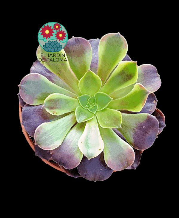 Aeonium Super bang  variegata (tamaño mediano)m