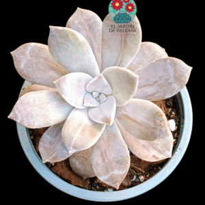 Graptopelatum "Silverbum" variegata (importación)