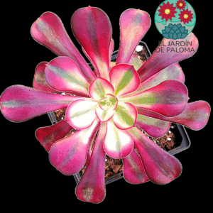 Aeonium Chanel variegata (planta madre de tallo leñoso, importación)