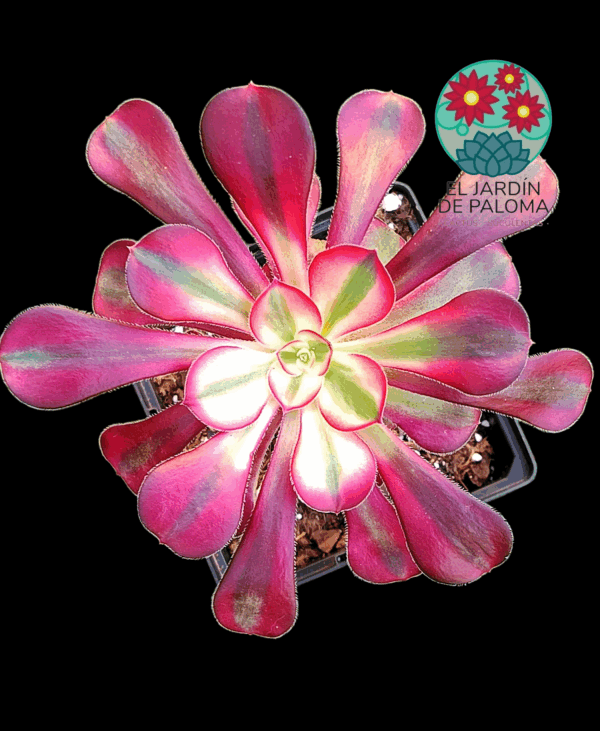Aeonium Chanel variegata (planta madre de tallo leñoso, importación)