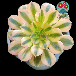 Aeonium Verna variegata