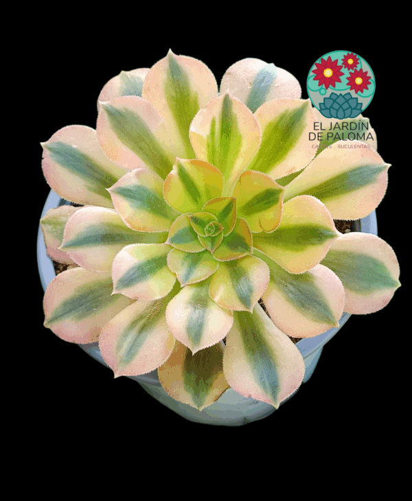 Aeonium Verna variegata