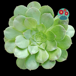 Aeonium Madeira rose