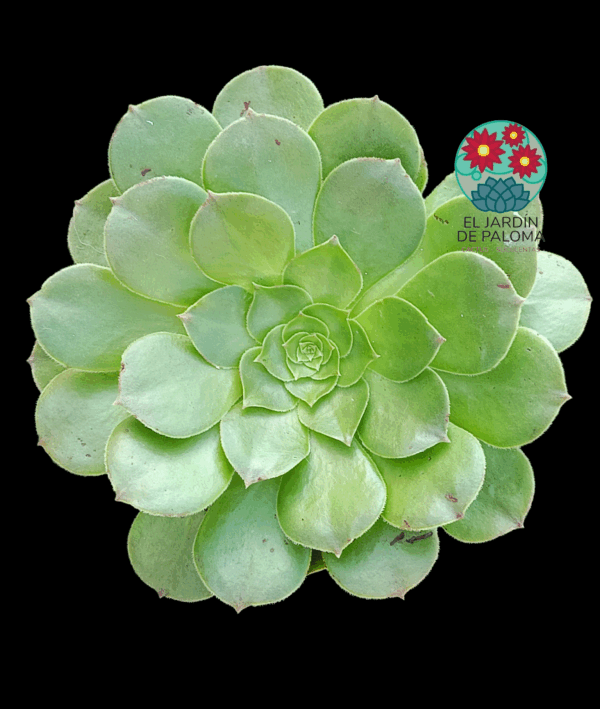 Aeonium Madeira rose