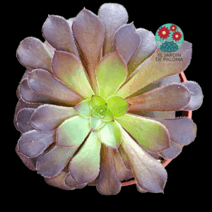 Aeonium Vulcano