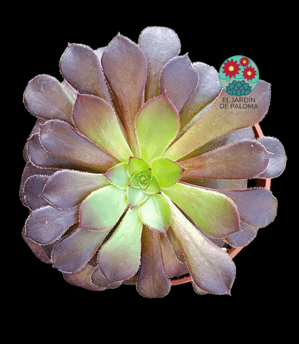 Aeonium Vulcano