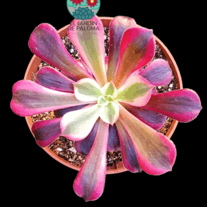 Aeonium Medusa variegata