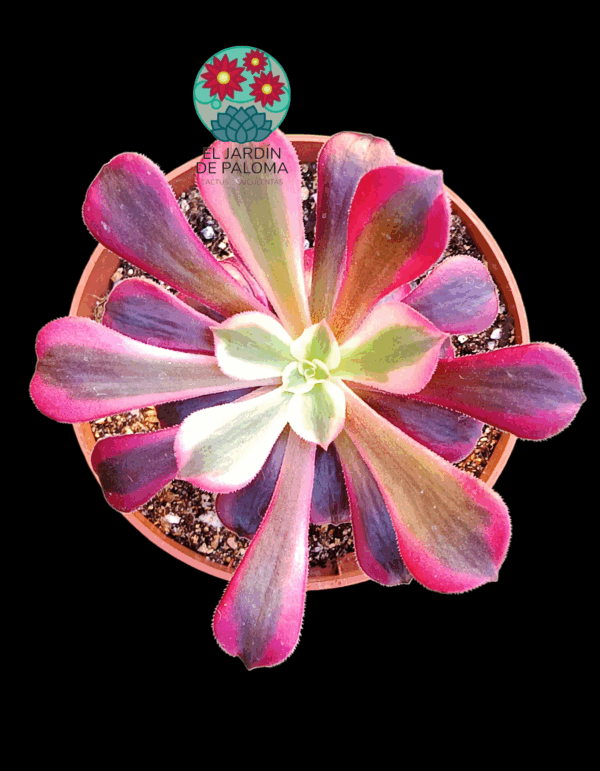 Aeonium Medusa variegata