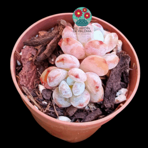 Echeveria Star orange doble (importación, maceta pequeña)