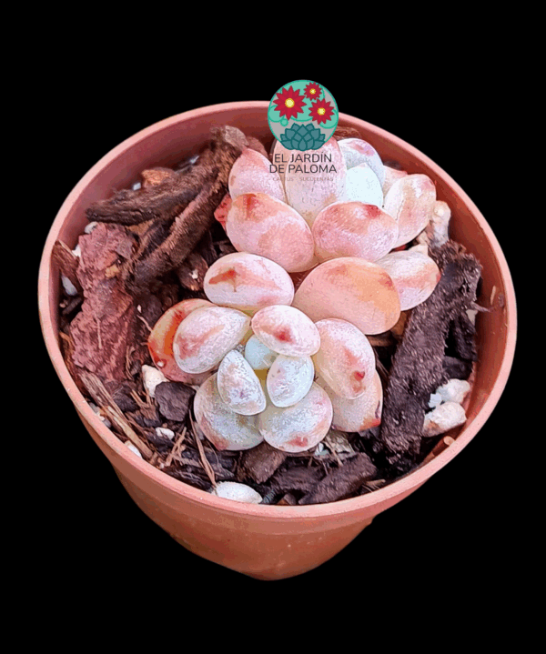 Echeveria orange Queen doble (importación, maceta pequeña)