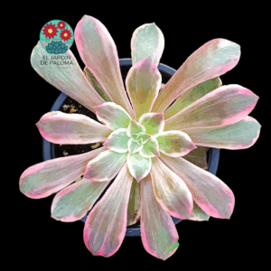 Aeonium Pink fairy variegata