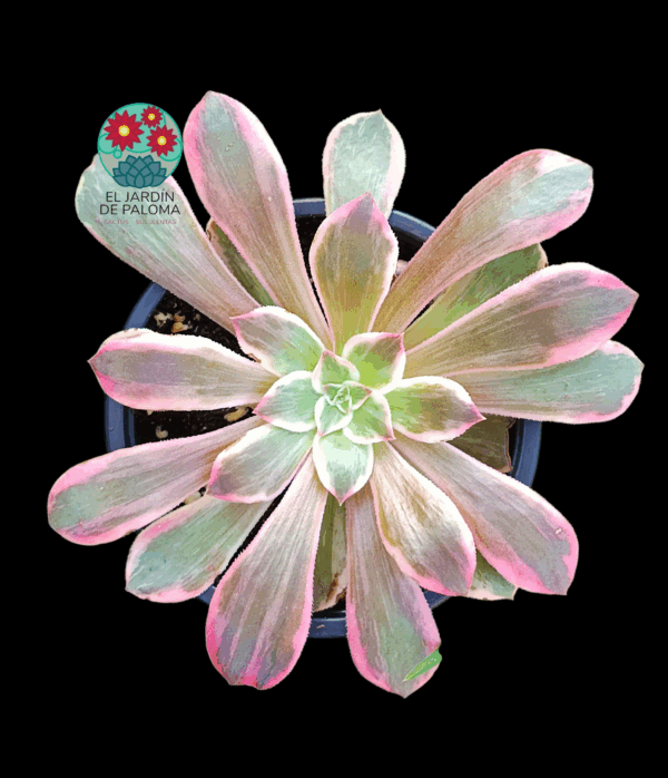 Aeonium Pink fairy variegata