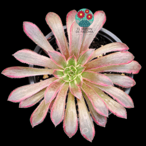 Aeonium Black magic variegata (sin hijuelo)
