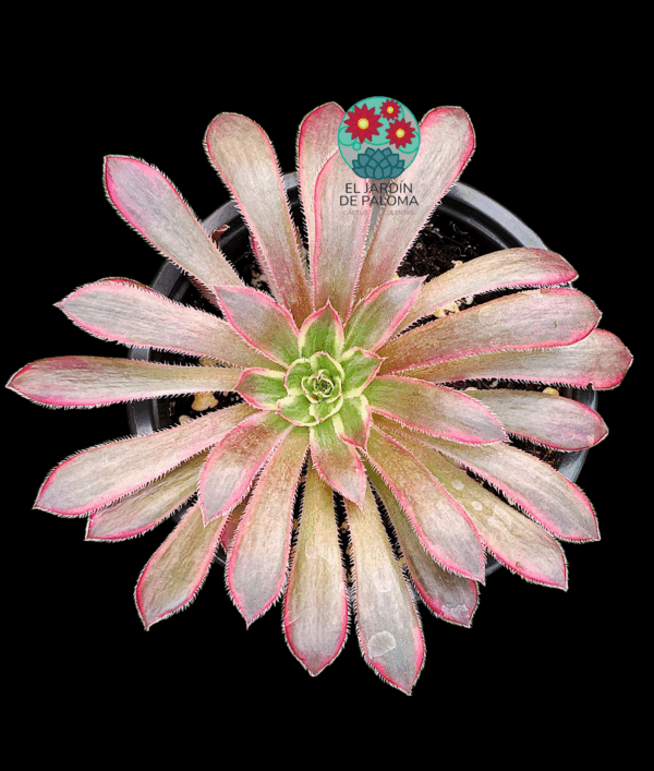 Aeonium Black magic variegata (sin hijuelo)