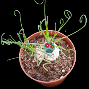Albuca spiralis (caudex)