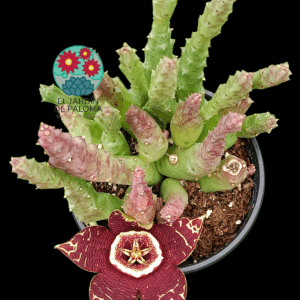 Orbea Caudata x Stapelia divaricata