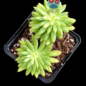 Echeveria Bella doble roseta