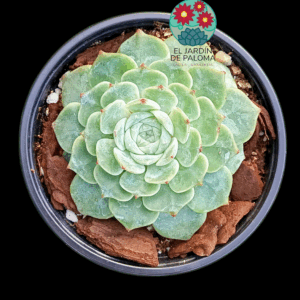 Echeveria Pure love (importación)