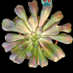 Aeonium Red flame lotus middle variegata (importación, maceta grande))