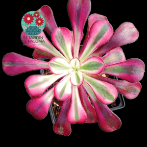 Aeonium Chanel variegata (planta madre de tallo leñoso, importación)