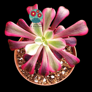 Aeonium Medusa variegata