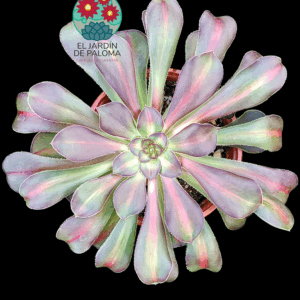 Aeonium Red flame lotus middle variegata (maceta grande))