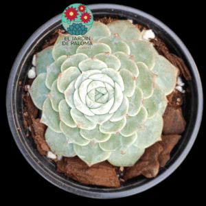 Echeveria Pure love (importación)
