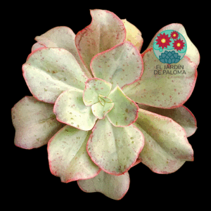 Echeveria Kissing