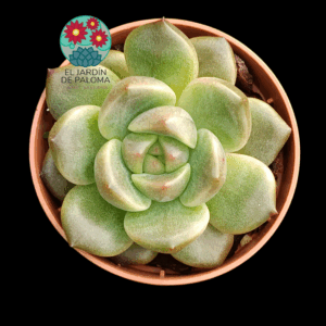 Echeveria Purple heart (importación)