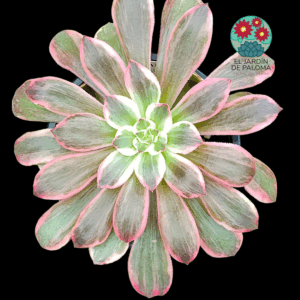 Aeonium Pink fairy variegata (hibrido de Pink wich)