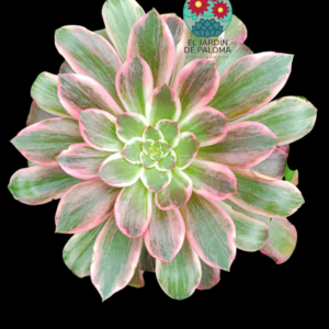 Aeonium Pink fairy variegata (hibrido de Pink wich,grande)