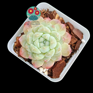 Echeveria Purple fog (importación)