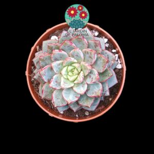 Echeveria Nacre