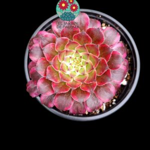 Aeonium Snow girl variegata
