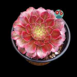 Aeonium Snow girl variegata