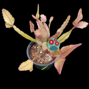 Rhipsalis eliptica