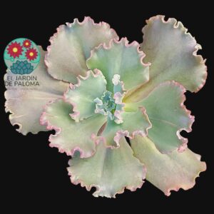 Echeveria "Sea dragon" (se rizará mucho más)