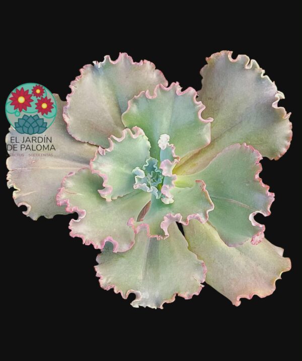 Echeveria "Sea dragon" (se rizará mucho más)