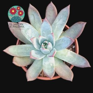 Echeveria Colorata brandtii