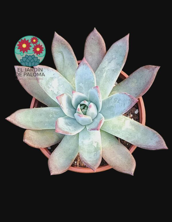 Echeveria Colorata brandtii