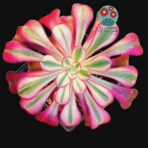 Aeonium Chanel variegata (planta madre grande de tallo leñoso, importación)