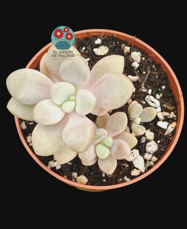 Pachyphytum Ellen (es de importación, aunque se quito variegación)