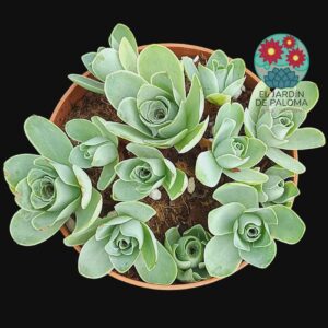 Greenovia Aurea cluster