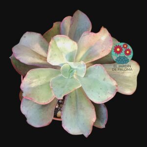 Echeveria Kissing