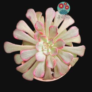 Aeonium Melon taro variegata (importación)