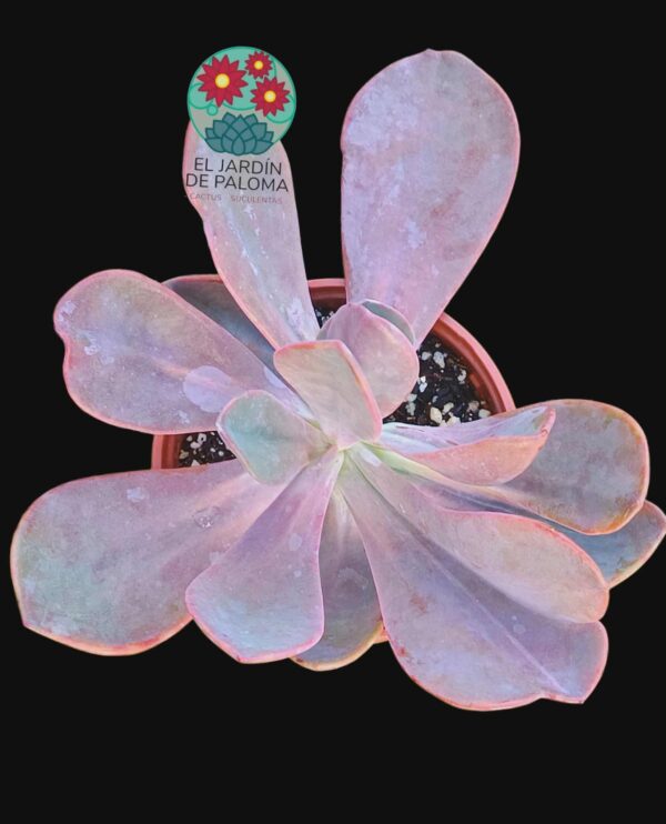 Echeveria Metallica