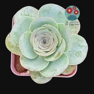 Greenovia "Pandora" (importación, puede ir cambiando el color y abrirse más)