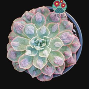 Echeveria Parva x raindrops