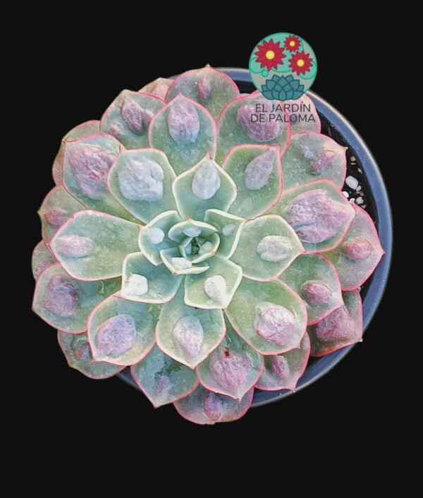 Echeveria Parva x raindrops